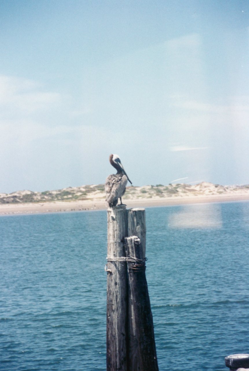 AandM trip up Ca coast- pelican